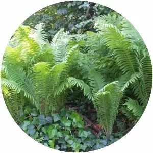 Ostrich Fern