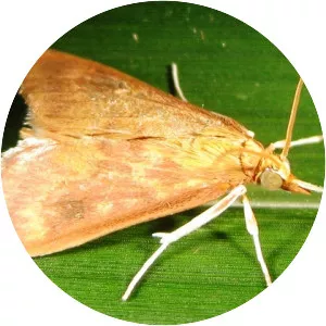 Ostrinia furnacalis