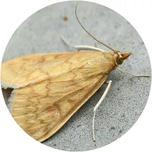 Ostrinia