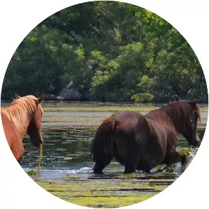 Ostrovul Moldova Veche