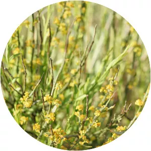 Osyris alba - Plants