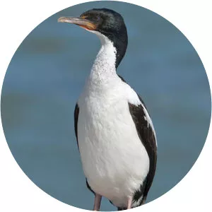 Otago shag - Birds