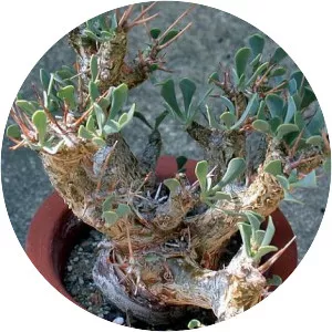 Othonna lepidocaulis - 