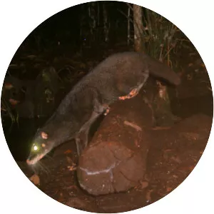 Otter civet - 