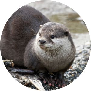 Otters