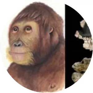 Ouranopithecus macedoniensis