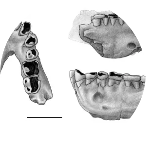 Ouranopithecus turkae - 