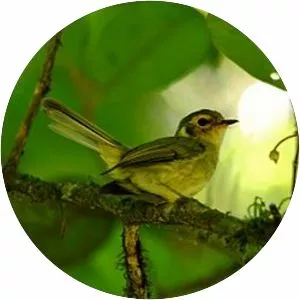 Oustalet's tyrannulet