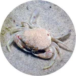 Ovalipes australiensis