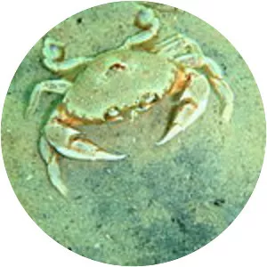 Ovalipes trimaculatus - 