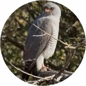 Ovambo sparrowhawk