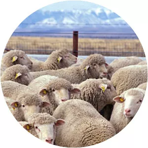 Ovis orientalis aries