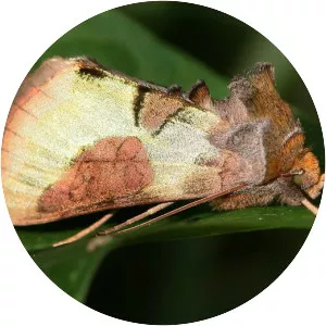 Owlet moths - Insect