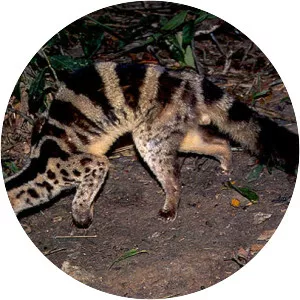 Owston's palm civet - 