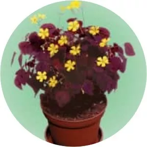 Oxalis hedysaroides