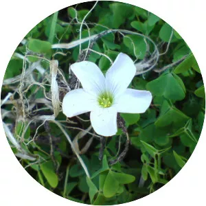 Oxalis incarnata