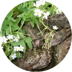 Oxalis latifolia