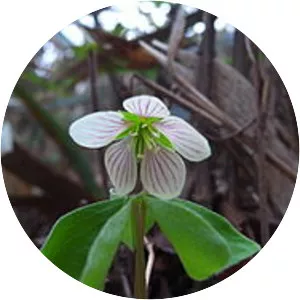 Oxalis obtriangulata - 