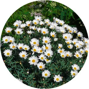 Oxeye daisy