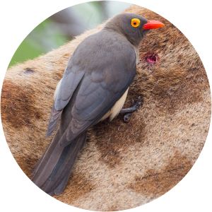 Oxpecker - Birds