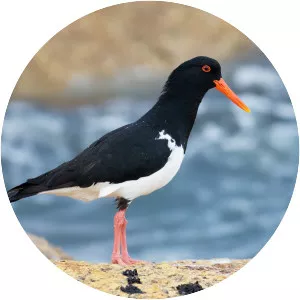 Oystercatchers