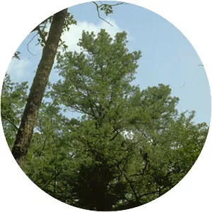 Ozark–St. Francis National Forest - 