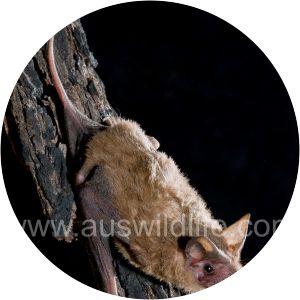 Ozimops planiceps - Animal