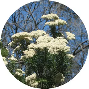 Ozothamnus ferrugineus