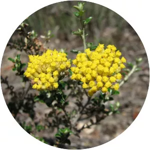 Ozothamnus obcordatus