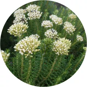 Ozothamnus turbinatus