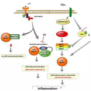 p38 mitogen-activated protein kinases - 