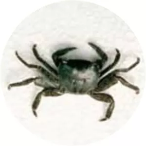 Pachygrapsus marmoratus