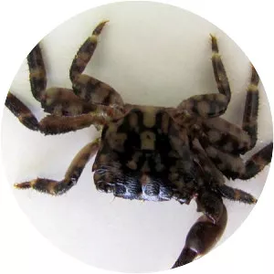 Pachygrapsus maurus - 