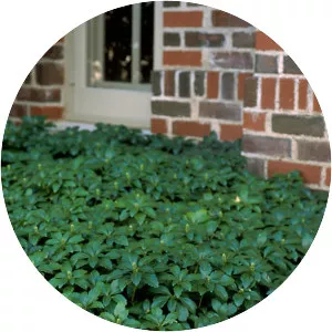 Pachysandra - Plants