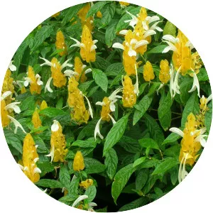 Pachystachys lutea - Plants