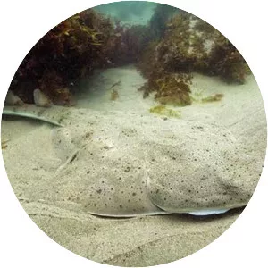 Pacific angelshark