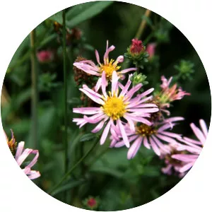 Pacific aster - Plants