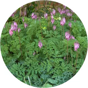 Pacific Bleeding heart