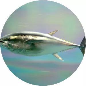 Pacific bluefin tuna