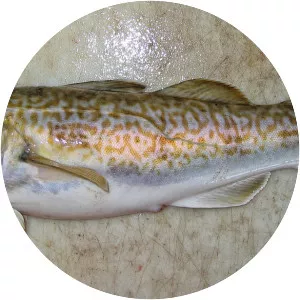 Pacific cod