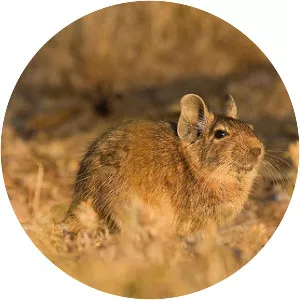 Pacific degu