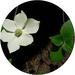 Pacific dogwood