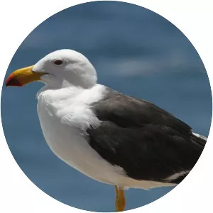 Pacific gull - Bird
