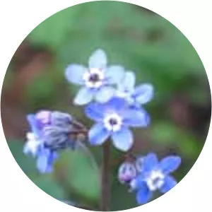 Pacific hound's tongue