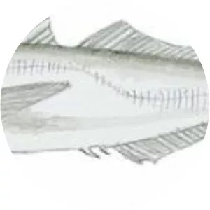 Pacific jack mackerel