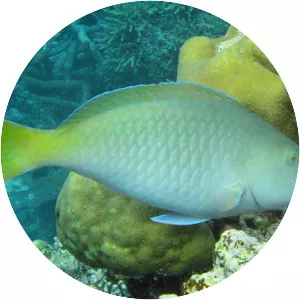 Pacific Longnose Parrotfish