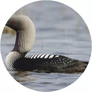 Pacific loon