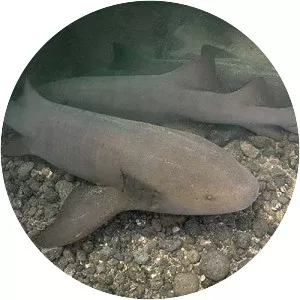 Pacific nurse shark