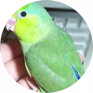 Pacific parrotlet - Bird