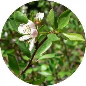 Pacific plum
